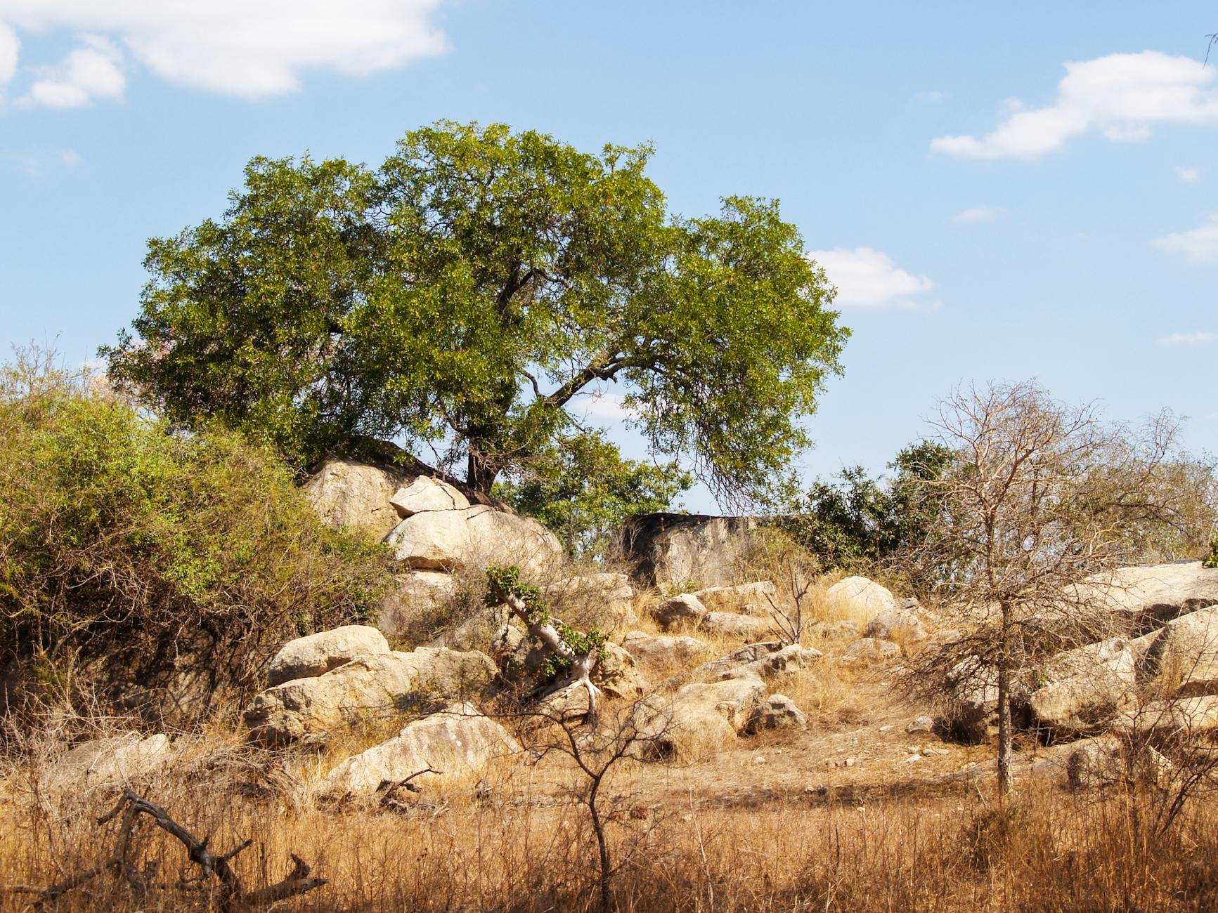 A green leafy tree stands tall in the middle of Africa's veldt, surrounded by rocks and dry brush—similar to Ray Bradbury's story.